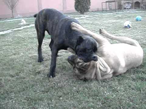 cane corso vs dogo canario - YouTube cane corso vs dogo canario - YouTube