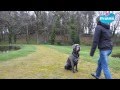 Comment apprendre à votre chien à s'arrêter