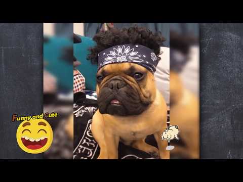 TRY NOT TO LAUGH Cute pets Compilation