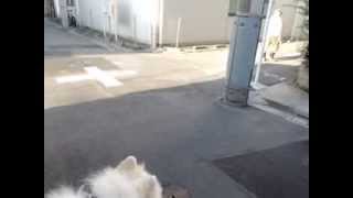 サモエド クローカ 「大将ビックリ！」 （samoyed kloka）