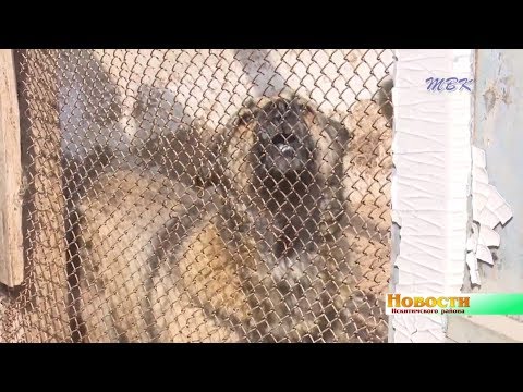 Волонтеры Искитимского района помогают бездомным животным Волонтеры Искитимского района помогают бездомным животным
