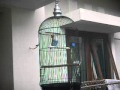 lovebird isian lebih dari 4 burung album artwork