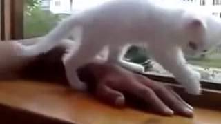 que adorable: un gatito le salva la mano a su dueÑo