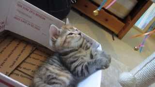 CUTE KITTEN GETS HYPNOTISED