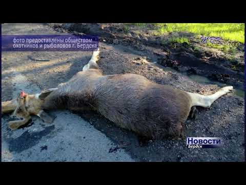 Четвертого лося насмерть сбили на трассе под Бердском