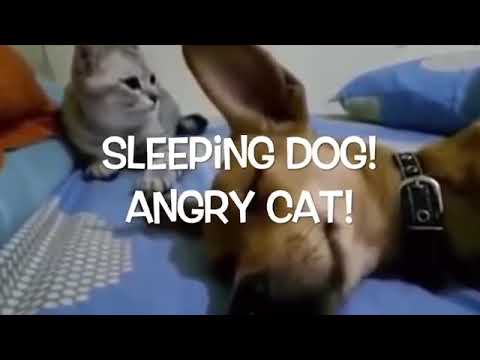 Funny Cat And Dog Clip