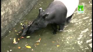 圓仔VS馬來貘  The Giant Panda and Tapir Babies