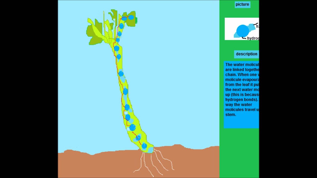 How does water travel up a stem YouTube
