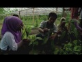 Un grupo de personas trabajando en el campo, recogiendo el cacao.