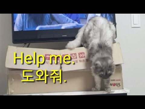 A cute cat in trouble 위험에 빠진 귀여운 고양이 #cat#cutecat