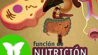 Conocimiento del medio: La función de la nutrición