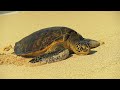 ROMANTIC GUITAR MUSIC Relaxing Instrumental Acoustic Love Songs Classical Playlist Hour Relax Study