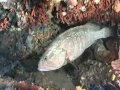 Bottom Trawl Fishing