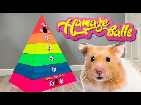 PET HAMSTER IN 6 - LEVEL RAINBOW PYRAMID MAZE - OBSTACLE COURSE