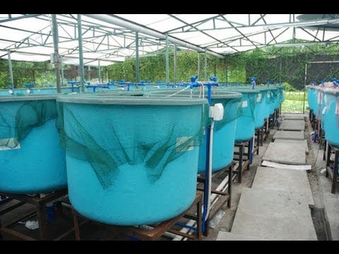 IBC Aquaponics - Step-by-Step Video Instructions ...