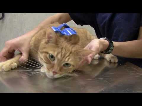 How To Deactivate Your Cat Youtube How To Deactivate Your Cat Youtube