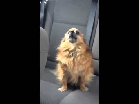 Dogs crying after girl leaves for school - YouTube