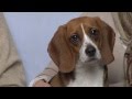 STOP VIVISECTION