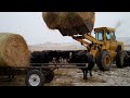 Feeding Cows during the long winter