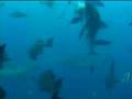 Beasts share Ocean with Beauties ... sharks & mandarin fish