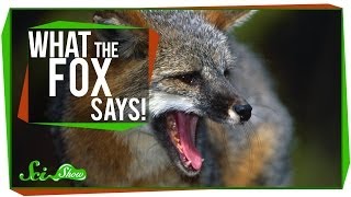 What the Fox Says