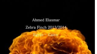 My Zebra Finch 2013/2014