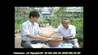 Phim | Kỹ thuật trồng và chăm sóc cây cảnh P1 4 Diễn đàn SVC Việt Nam Huongsacdatviet.com Alomua.vn | Ky thuat trong va cham soc cay canh P1 4 Dien dan SVC Viet Nam Huongsacdatviet.com Alomua.vn
