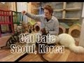 Cat Cafe in Hongdae - Seoul, Korea (고양이 다락방) Kitty Café: Feeding & playing with cats