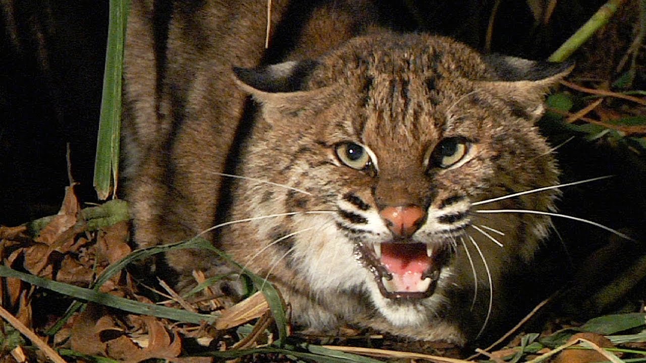 bobcat attacks bobcat vs python 01 bobcat attacks python bobcat attacks bobcat vs python 01 bobcat attacks python