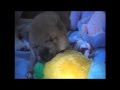 Shiba inu chiots Natsu & Ikkyu 26 septembre 2011