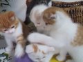スコティッシュフォールドの6兄妹