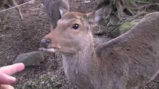 Japanese Bowing Deer of Nara Japanese Bowing Deer of Nara