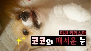 미친 카리스마! 코코의 매서운 눈 - Welsh Corgi