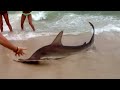 Hammerhead shark in Gulf Shores