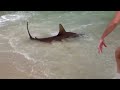 Hammerhead shark in Gulf Shores