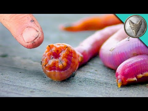 BLOODWORMS Will They BITE