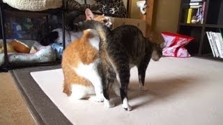 猫の甘えは「フリ」だった。- Ohagi pretended  to be nice.-