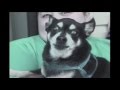 Funny Animals: Angry, Talking, and Sports! These are Funny Animals