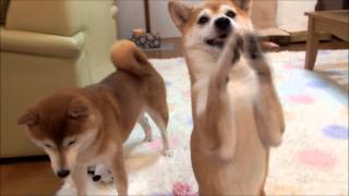 柴犬ひかりとボール遊び　Shiba Inu playing with ball