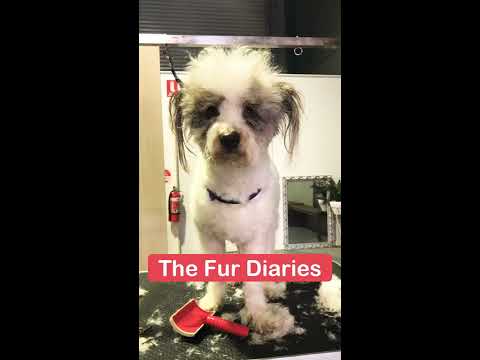DOG GROOMING | FUNNY CLIENTS COMPILATION #1