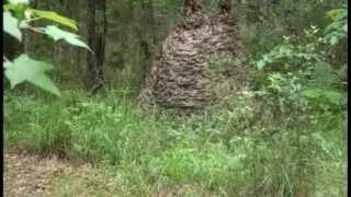 Florida  Wasp nest is larger than man