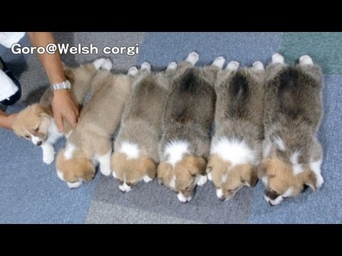 Cute corgi puppies part 5 sleeping / コーギー 子犬 お昼寝