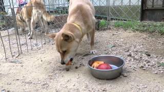 柿を食べる犬  