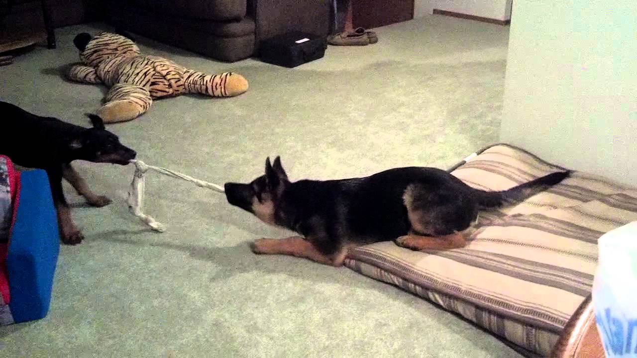 German Shepherd vs Doberman Pinscher German Shepherd vs Doberman Pinscher
