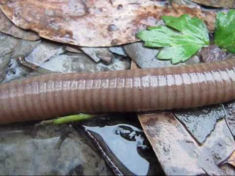 download african giant earthworm
