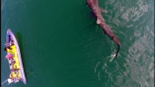 Ocean Escapes out with basking sharks