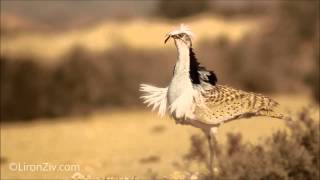 MacQueen's Bustard on a mating dance (חוברה מדברית)