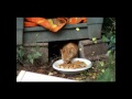 Les chats errants du Var ...