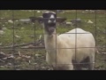 Top 5 Goat Songs (2013 - GOAT REMIXES)