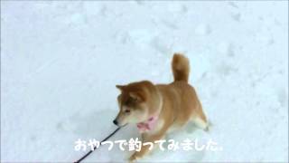 慣れない雪に戸惑うかぼちゃん